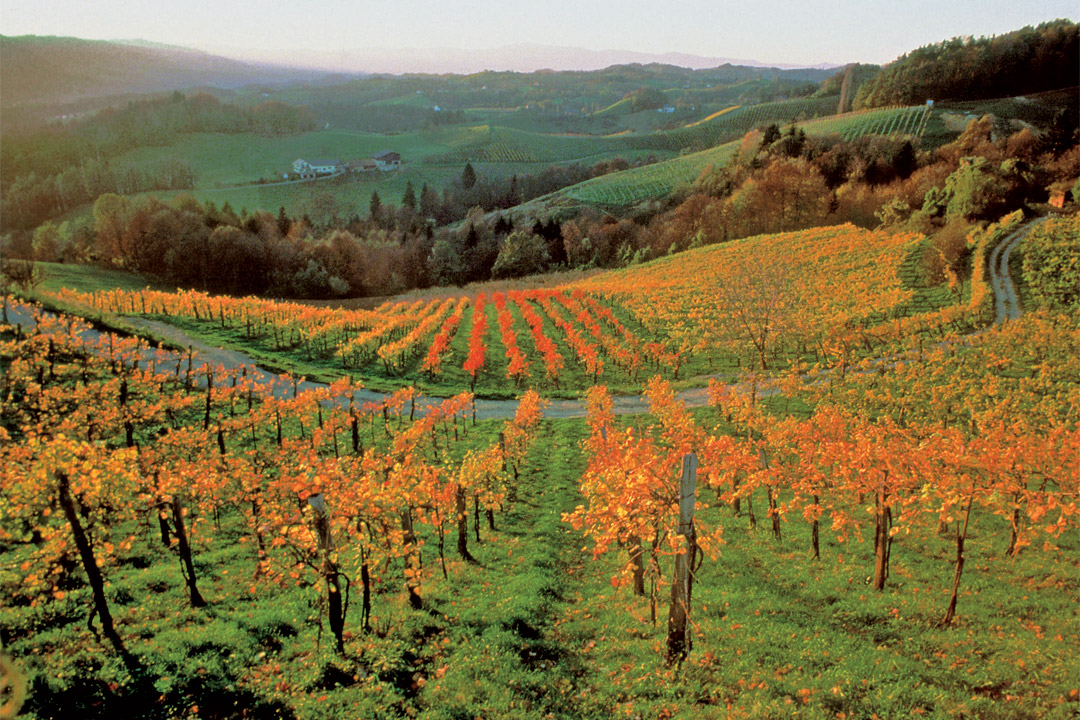  Rolling vineyards of Europe.  