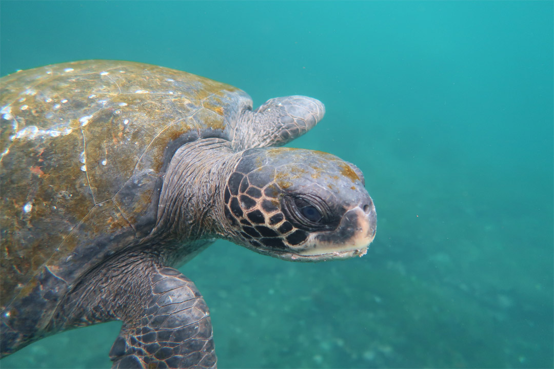  Seeing a sea turtle is a huge possibility during the shore excursions offered by <em>Celebrity Xpedition</em> 