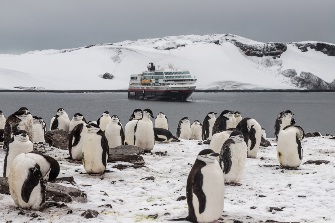  Penguins are just one of the types of natural wildlife you might encounter during your cruise.