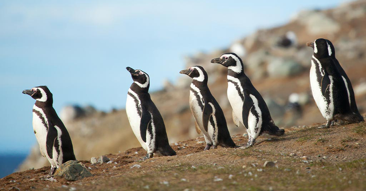 Save up to $8,000 on Antarctica Cruises!